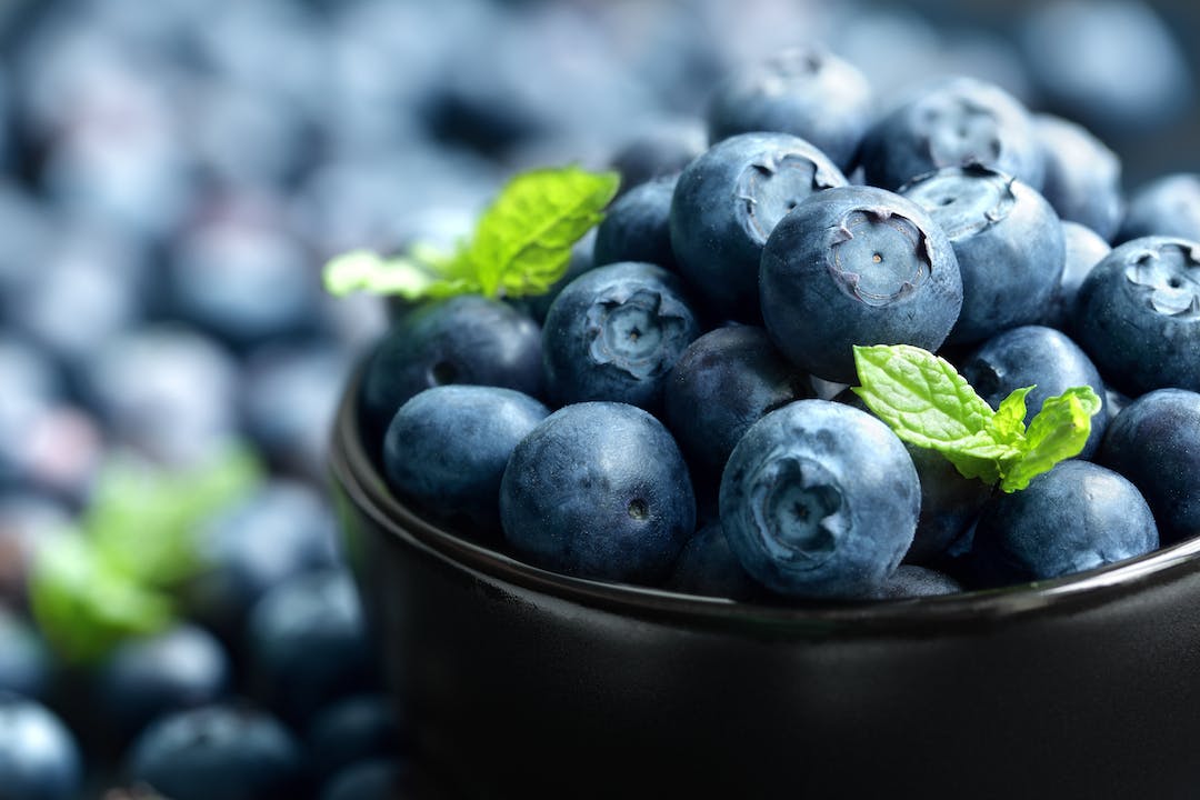 Blueberry Concentrate Improves Brain Function & Sharpens Memory